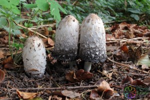 Coprinus comatus.jpg_product_product_product_product